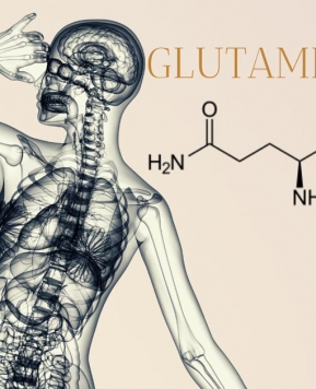 LA GLUTAMINA – EL AMINOÁCIDO MÁS ABUNDANTE DEL ORGANISMO!!!!